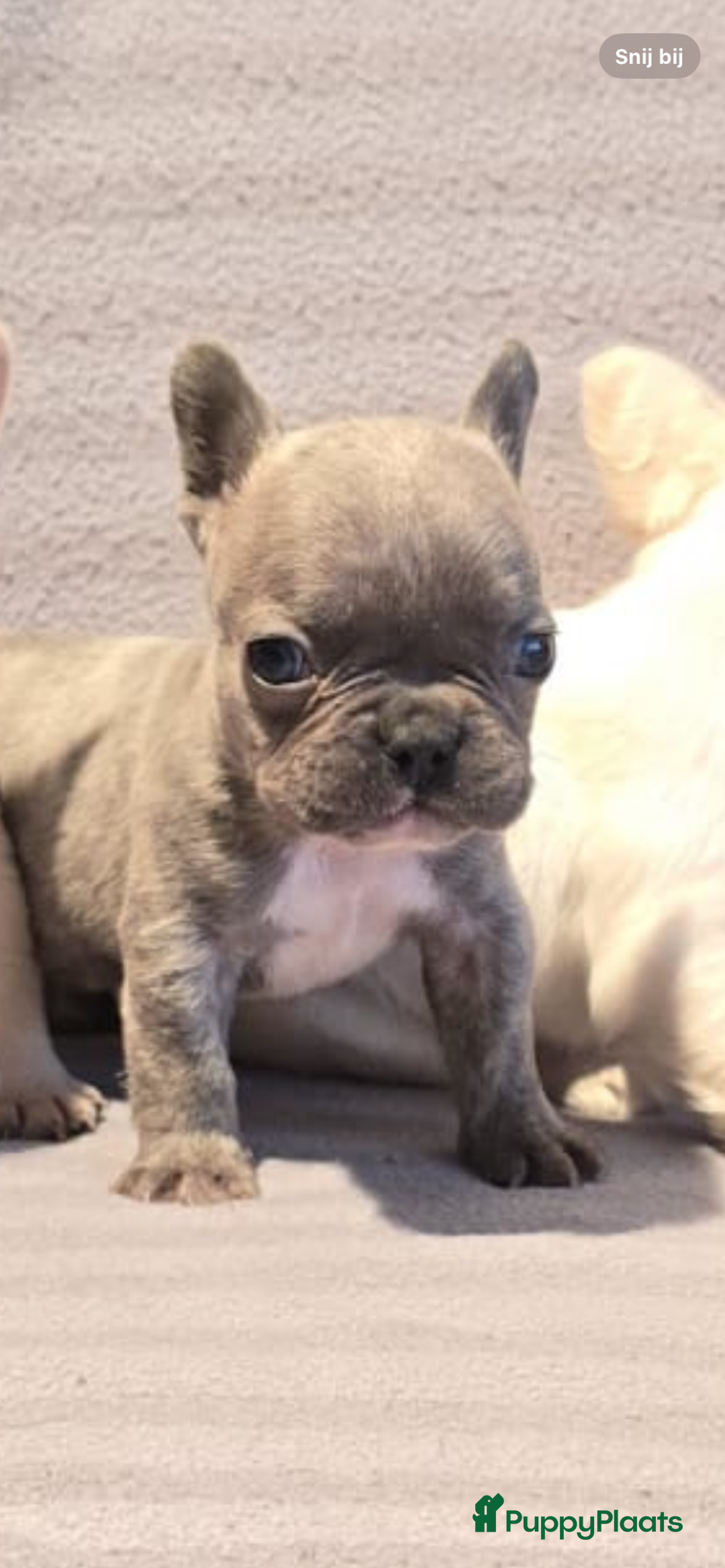 Franse Bulldog honden te koop: Knappe Franse buldogs enkele fluffy  - Advertentie 13