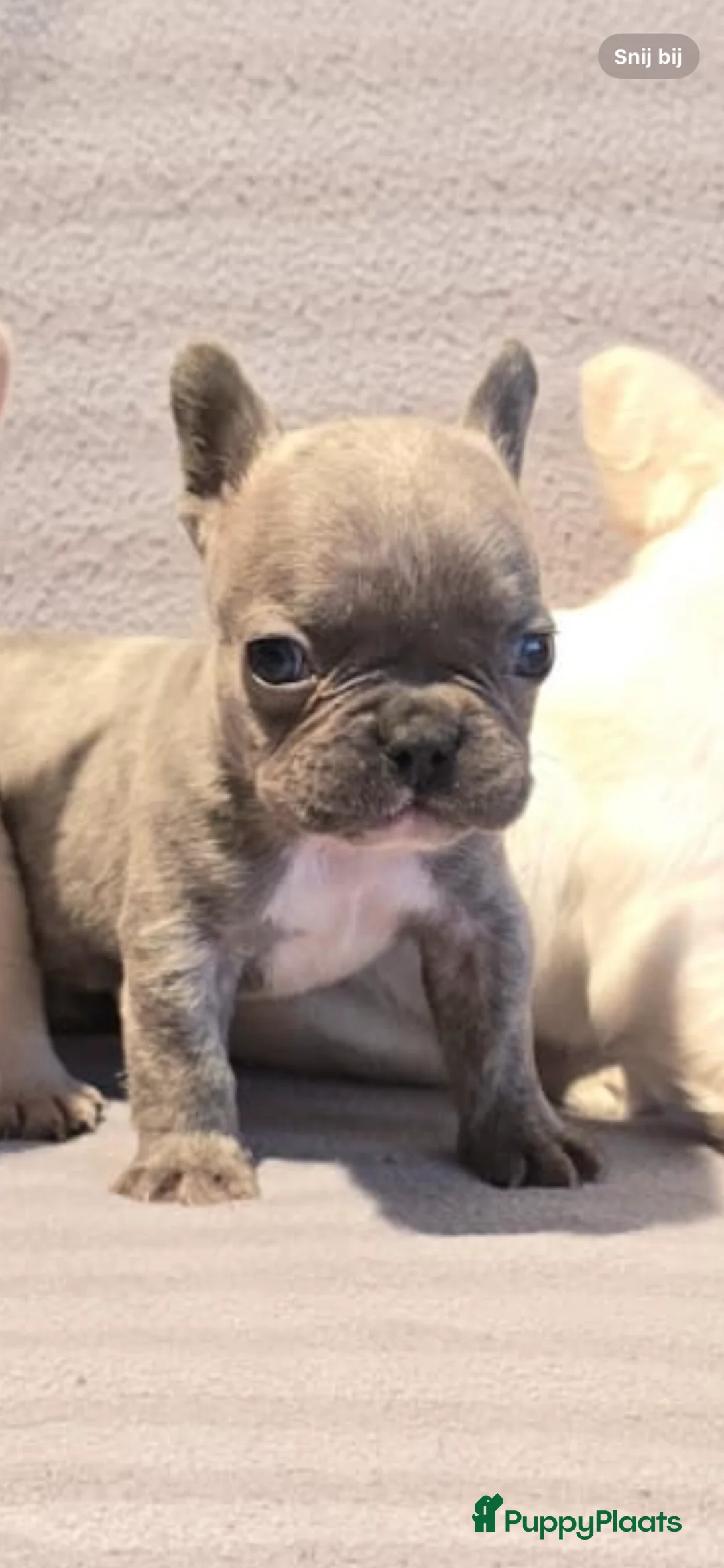 Franse Bulldog honden te koop: Knappe Franse buldogs enkele fluffy  - Advertentie 13