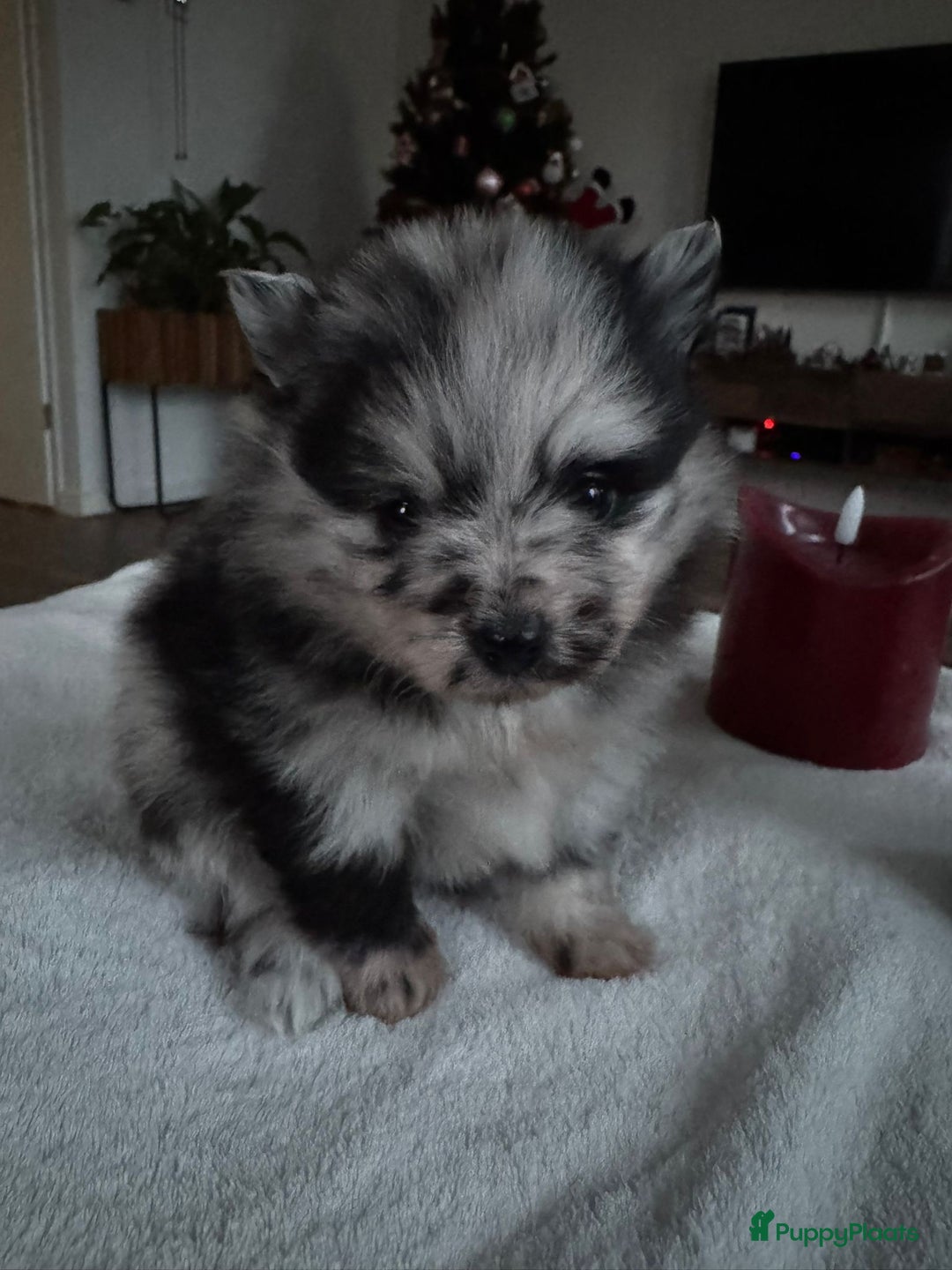 Pomeriaan honden te koop: Prachtige Pomeriaan pups  - Advertentie 2