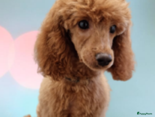 Dwergpoedel honden in Budel - Advertentie 8