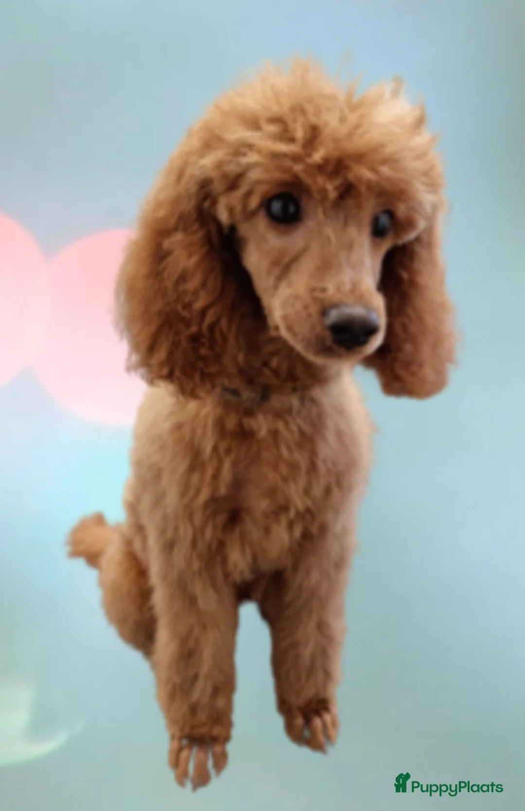 Dwergpoedel honden ter dekking: rode kleine dwergpoedel dekreu in Budel - Advertentie 1