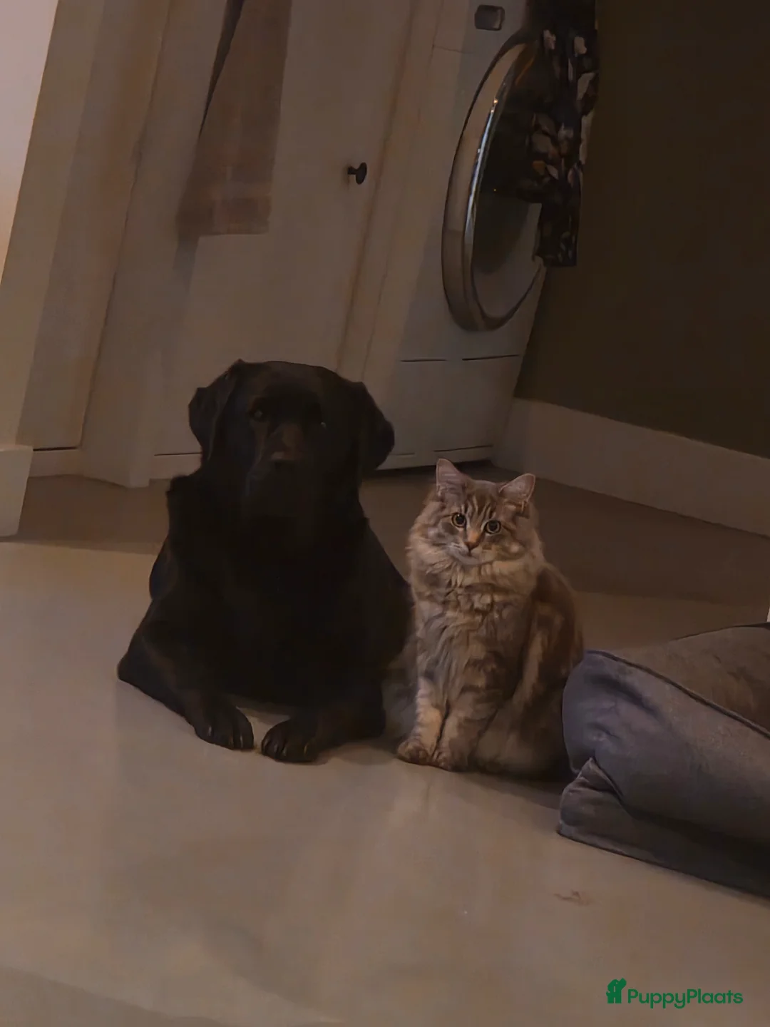 Labrador Retriever honden te koop: Labrador bruine puppy's in Tytsjerk - Advertentie 2