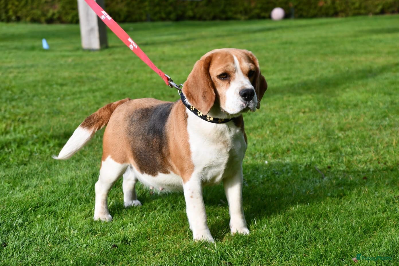Beagle honden Prachtige Beagle pups met stamboom - Advertentie 2