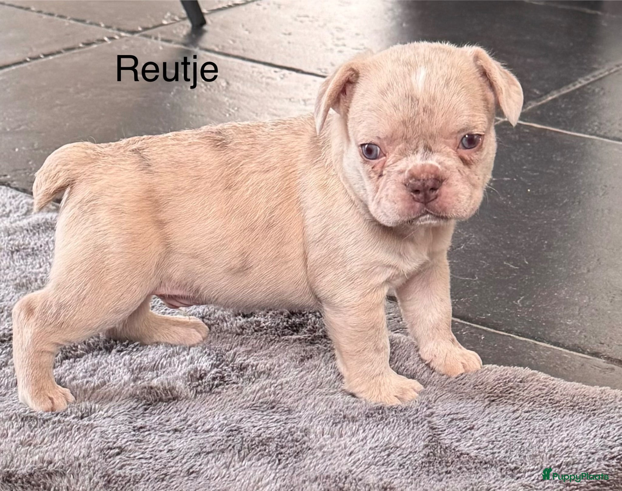 Franse Bulldog honden Reutje en teefje Franse Bulldog pups  - Advertentie 2
