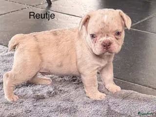Franse Bulldog honden Reutje en teefje Franse Bulldog pups - Advertentie 2