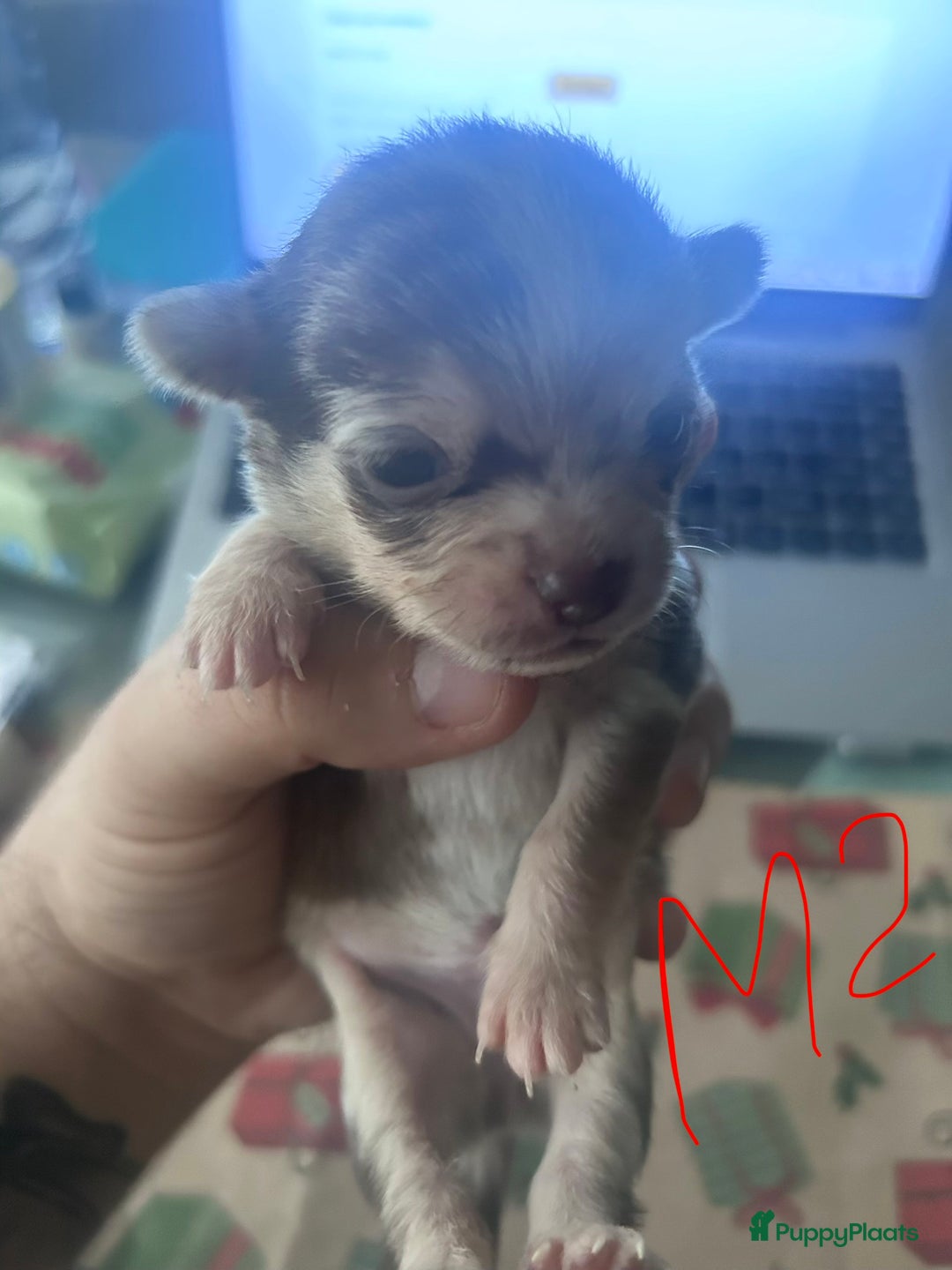 Chihuahua honden te koop: 6 lieve Chihuahua puppy’s - Advertentie 33