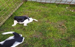 Friese Stabij honden te koop: Te koop 3 Friese stabij reutjes - Afbeelding 12