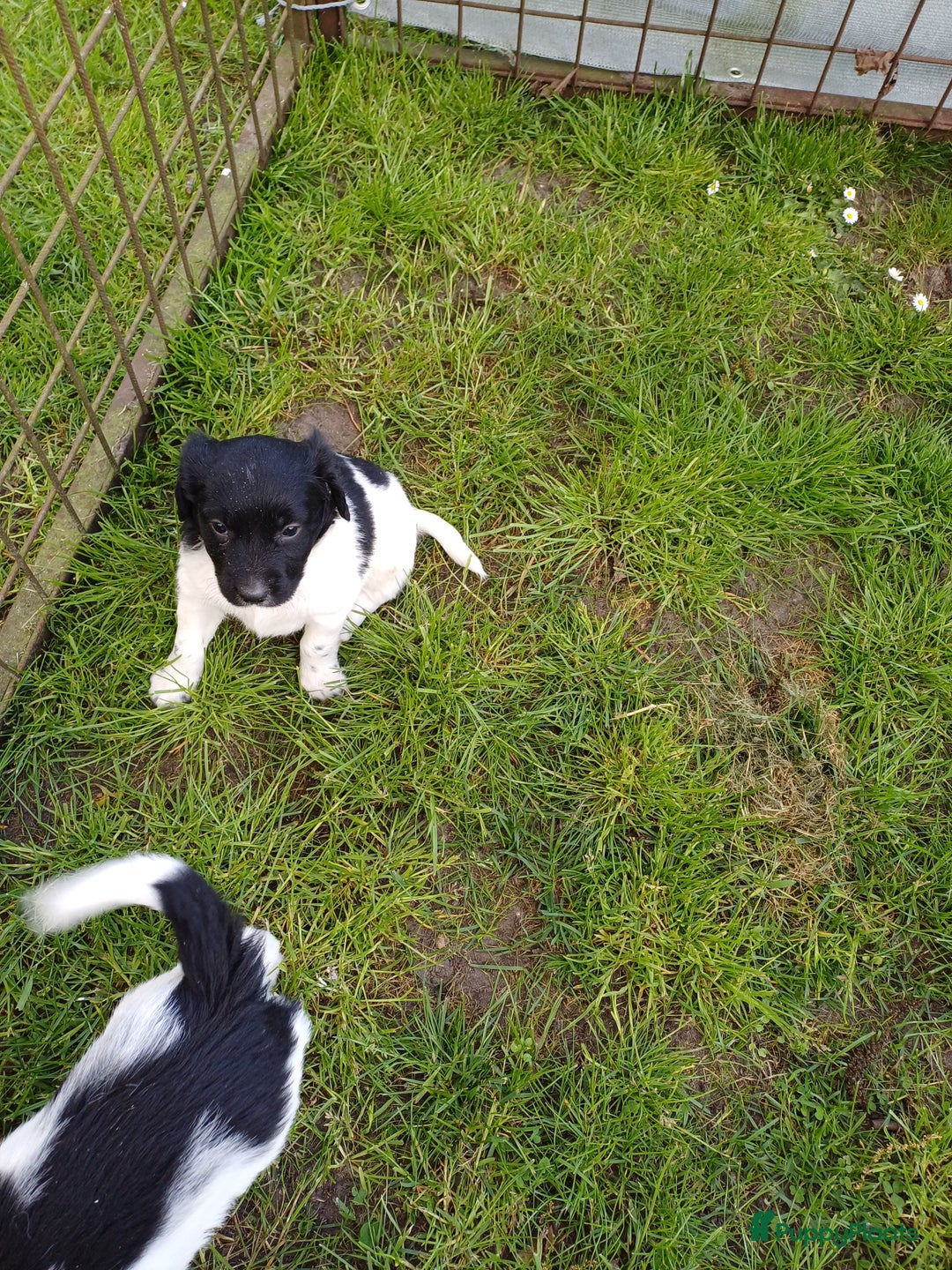 Friese Stabij honden te koop: Te koop 3 Friese stabij reutjes - Afbeelding 12