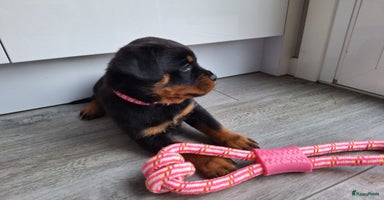 Rottweiler honden - Advertentie 11