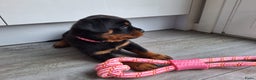 Rottweiler honden te koop: Prachtige Rottweiler pups met STAMBOOM en GARANTIE - Advertentie 3