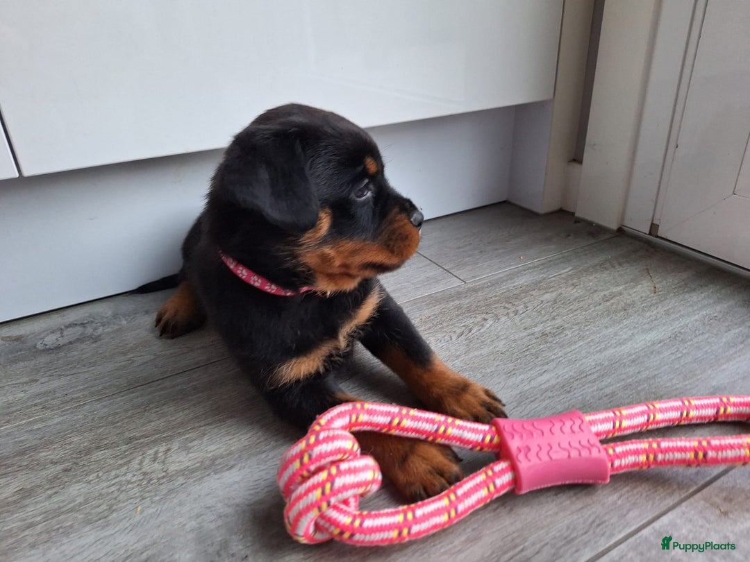 Rottweiler honden te koop: Prachtige Rottweiler pups met STAMBOOM en GARANTIE - Advertentie 3