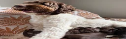 Australian Labradoodle honden te koop: Prachtige donkerbruine Australian Labradoodle reu - Advertentie 27