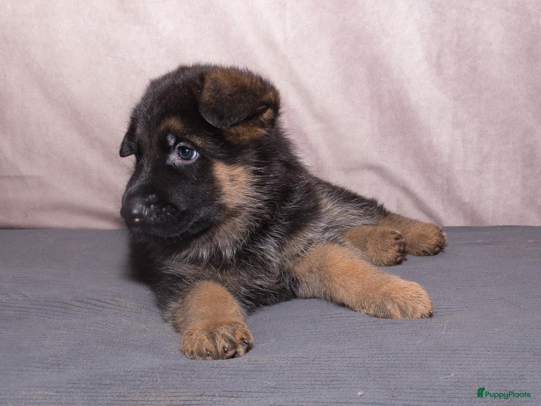 Duitse Herder honden te koop: 🐾 Duitse Herder Pup te Koop  🐾 - Afbeelding 19