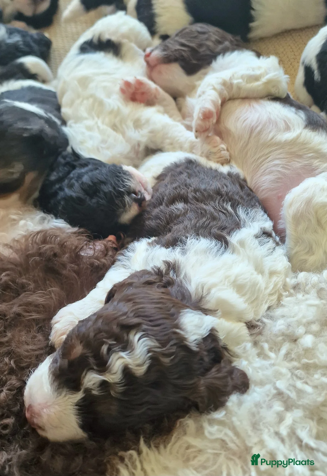 Poedel honden te koop: Middenslag Harlekijn Poedelpups! - Advertentie 6