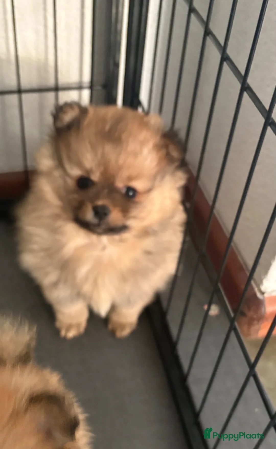 Kruising honden te koop: Kees/pomeriaan pups - Advertentie 2