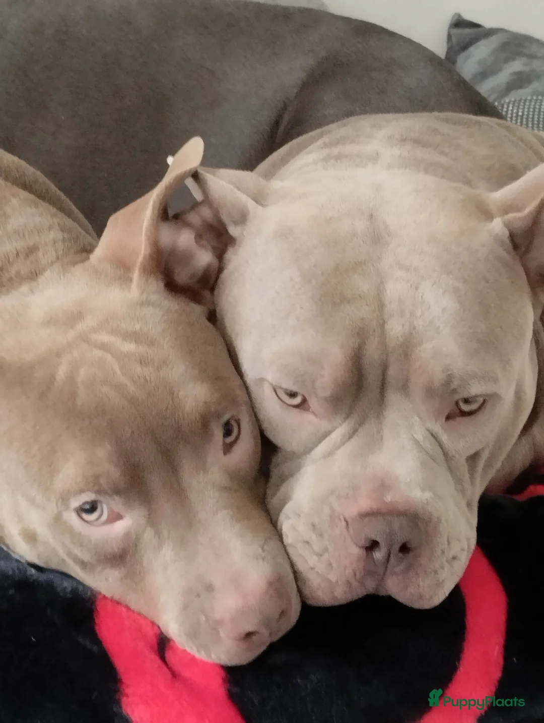 Amerikaanse Bully honden te koop: American Bully pup  - Advertentie 1