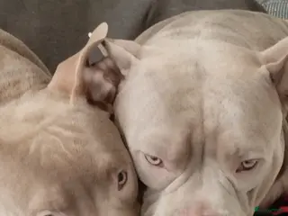 Amerikaanse Bully honden American Bully pup - Advertentie 1