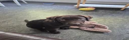 Labrador Retriever honden ter dekking: Lieve bruine Labrador reu 🐾 - Advertentie 4