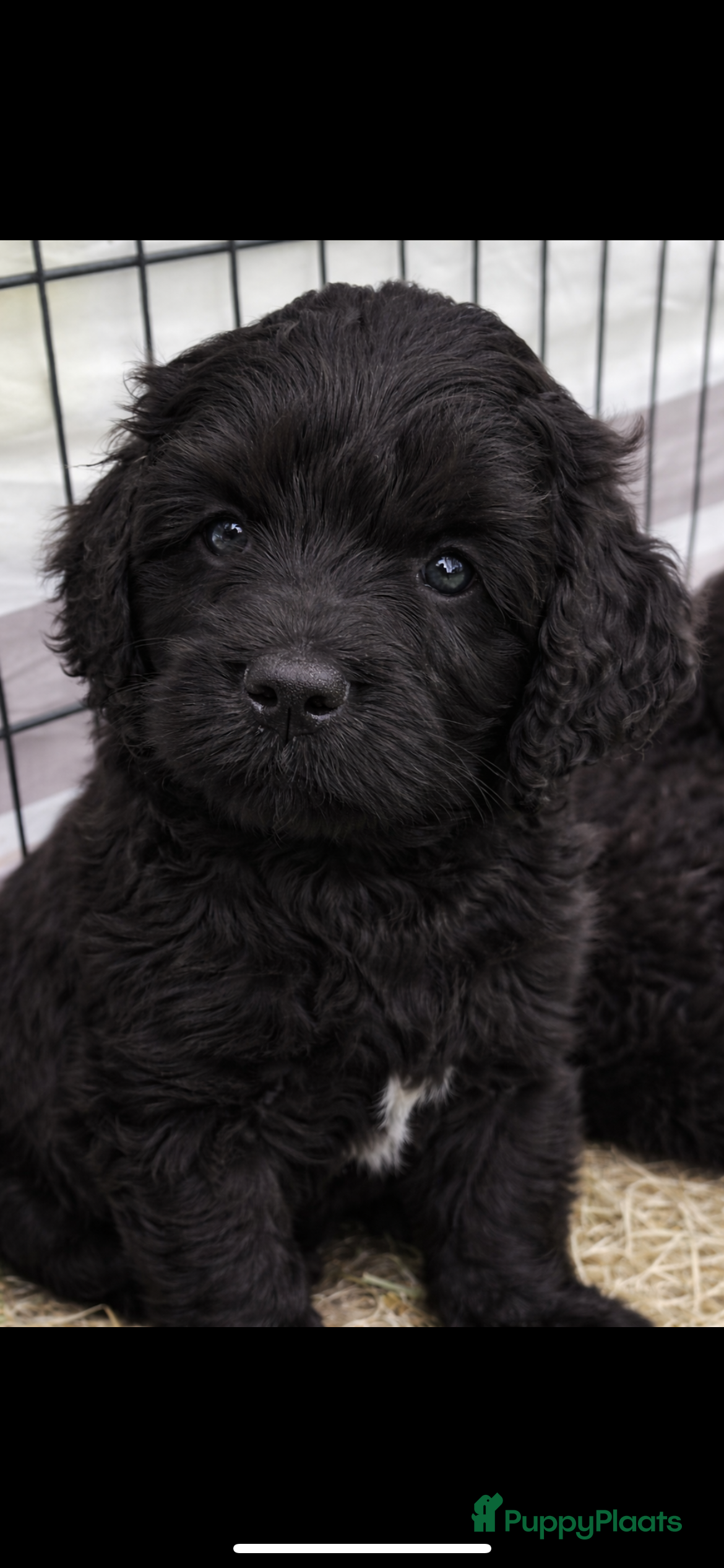 Labradoodle honden Diep zwarte fleece doodle pup met Australian bloed - Advertentie 4