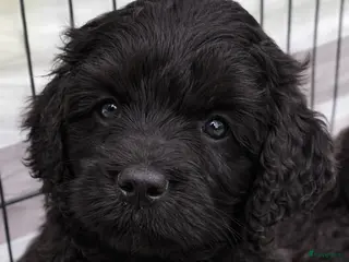Labradoodle honden Diep zwarte fleece doodle pup met Australian bloed - Advertentie 4