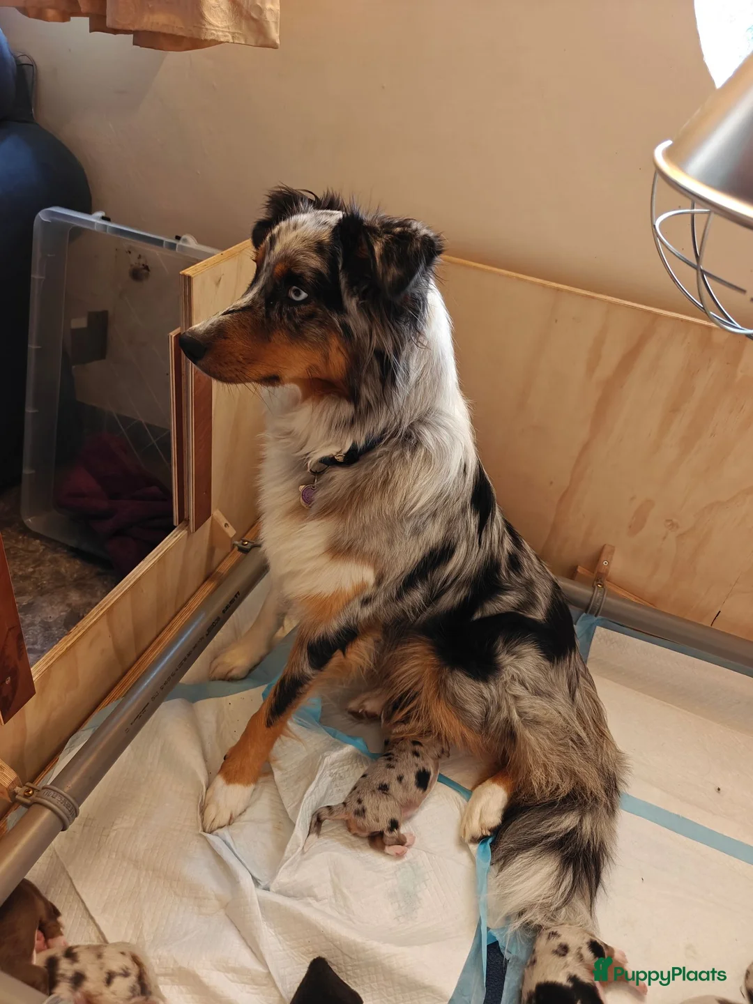 Australian Shepherd honden te koop: Australische herder puppy's  - Advertentie 2