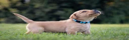 Labrador Retriever honden te koop: Labrador Retriever pups - blond en red fox - Advertentie 9