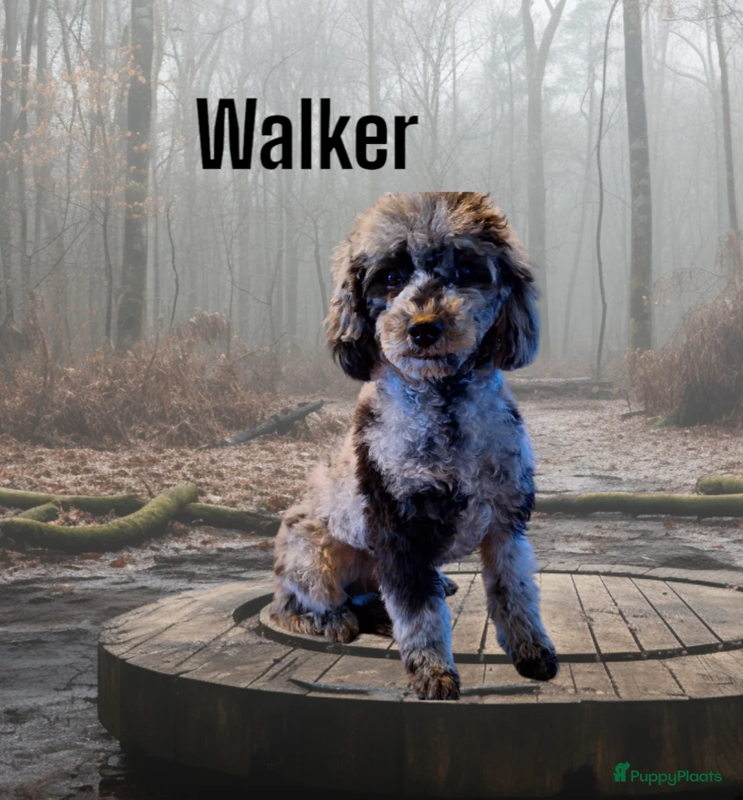 Dwergpoedel honden ter dekking: merle dekreu dwergpoedel in Budel - Advertentie 6