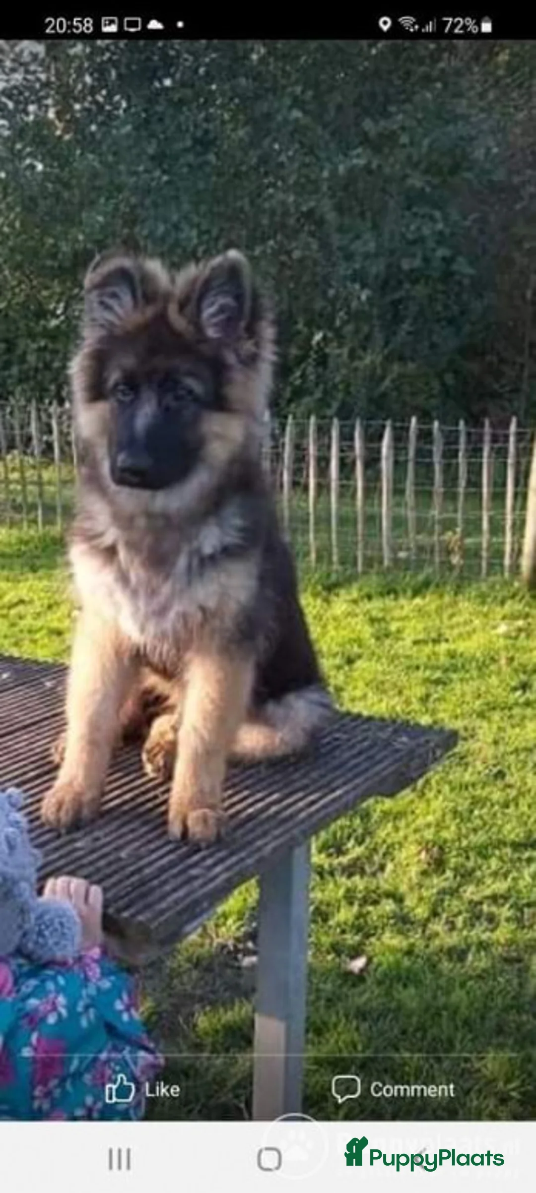 Duitse Herder honden ter dekking: Langharige oud Duitse herder in Numansdorp - Advertentie 6