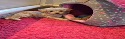 Maltipoo honden te koop: Mooie Lieve Maltipoo Maltezer / toypoedel pup - Advertentie 24