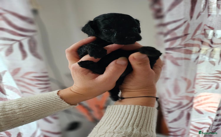 Poedel Toy honden 🐾💖 Tea Cup Toy Poedels 💖🐾 - Advertentie 2