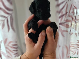 Poedel Toy honden 🐾💖 Tea Cup Toy Poedels 💖🐾 - Advertentie 16