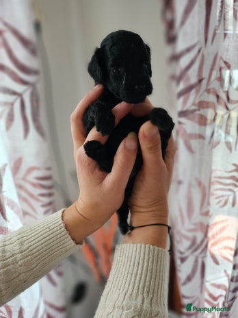 Poedel Toy honden 🐾💖 Tea Cup Toy Poedels 💖🐾 - Advertentie 2