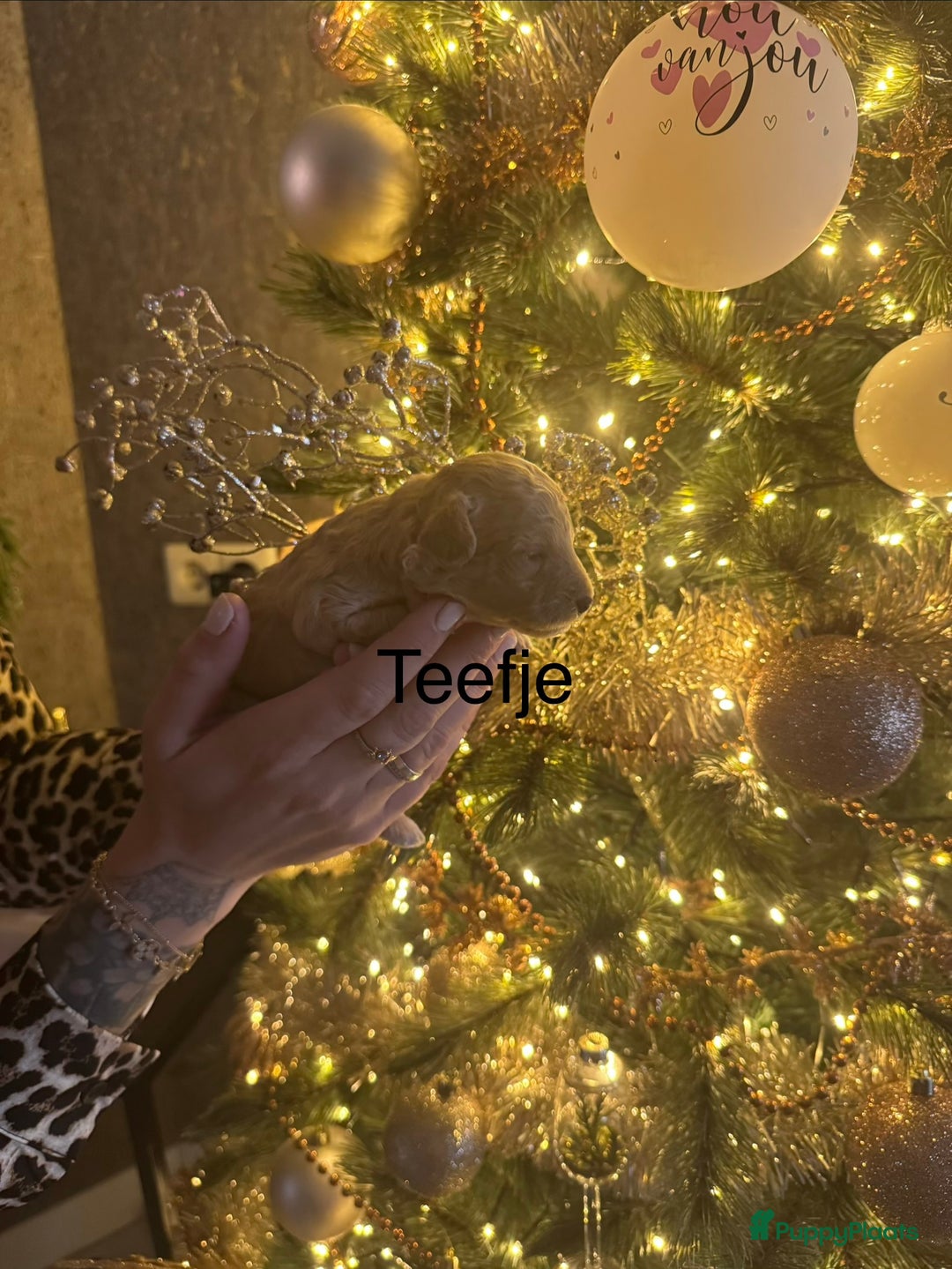 Poedel Toy honden te koop: Toy poedel puppys - Advertentie 3