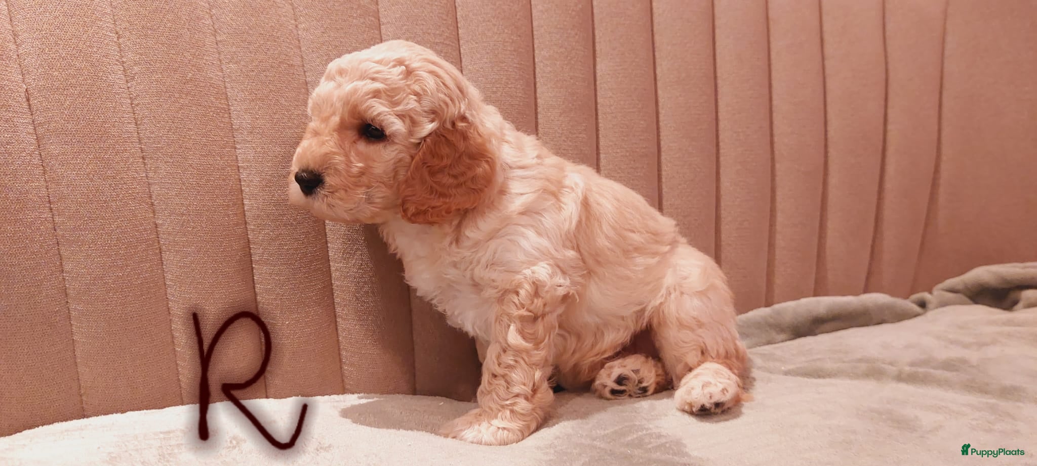 Labradoodle honden Prachtig nestje mini labradoodles te koop - Advertentie 1