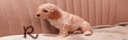 Labradoodle honden te koop: Prachtig nestje mini labradoodles te koop - Advertentie 1