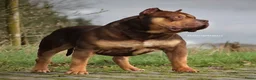 Amerikaanse Bully honden te koop: American Bully XL puppy’s  in Breda - Advertentie 3
