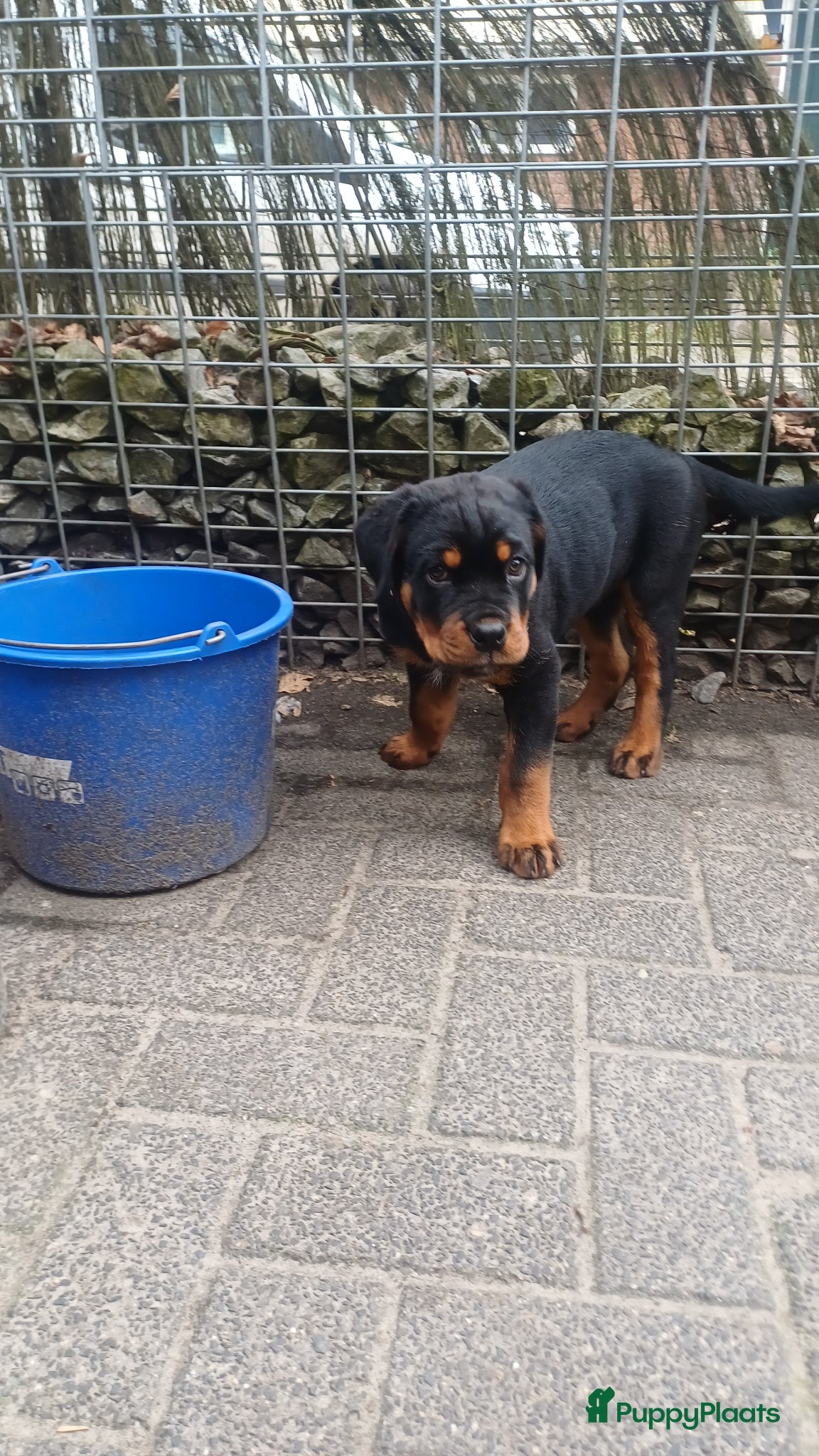 Rottweiler honden te koop: Super leuke en lieve rottweiler pup - Advertentie 3