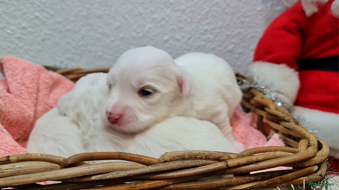 Maltezer honden te koop: 🥰 7 Prachtige Maltezer pups! 🐶 - Advertentie 4