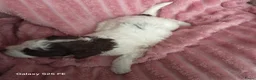 Lagotto Romagnolo honden te koop: Lagotto Romagnolo Pupies - Advertentie 4