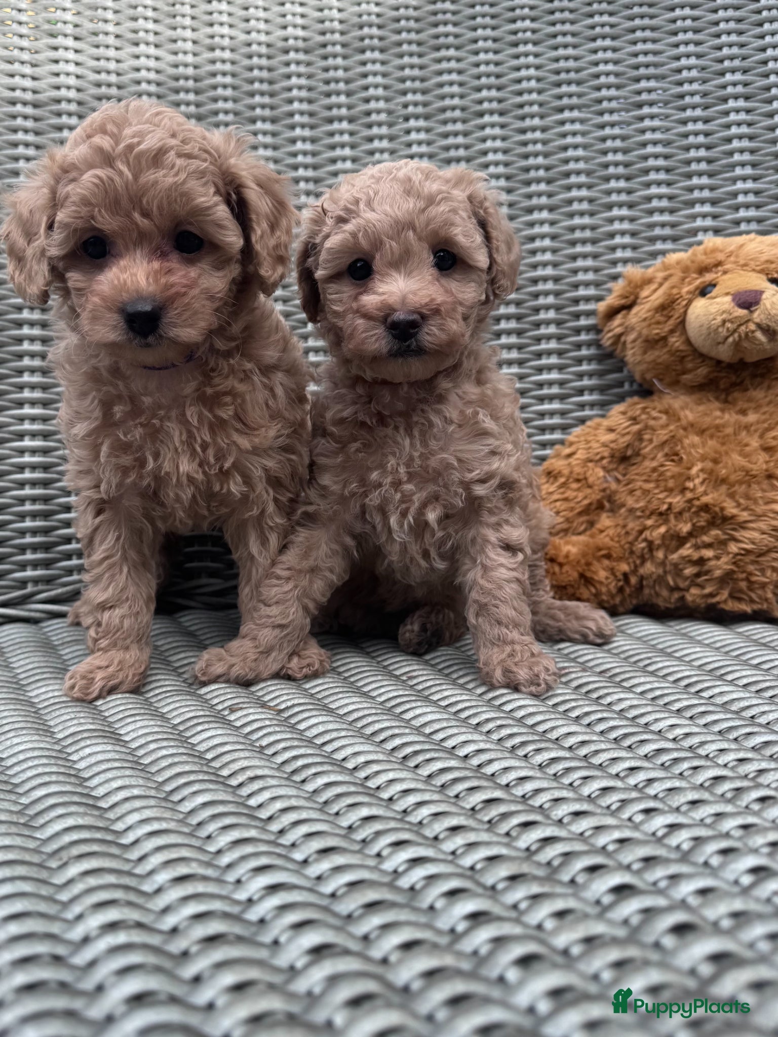 Maltipoo honden Maltipoo teefjes puppy's te koop - Advertentie 1