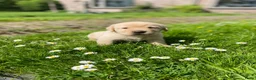 Labrador Retriever honden te koop: Labrador pups met een 👑 - Advertentie 8