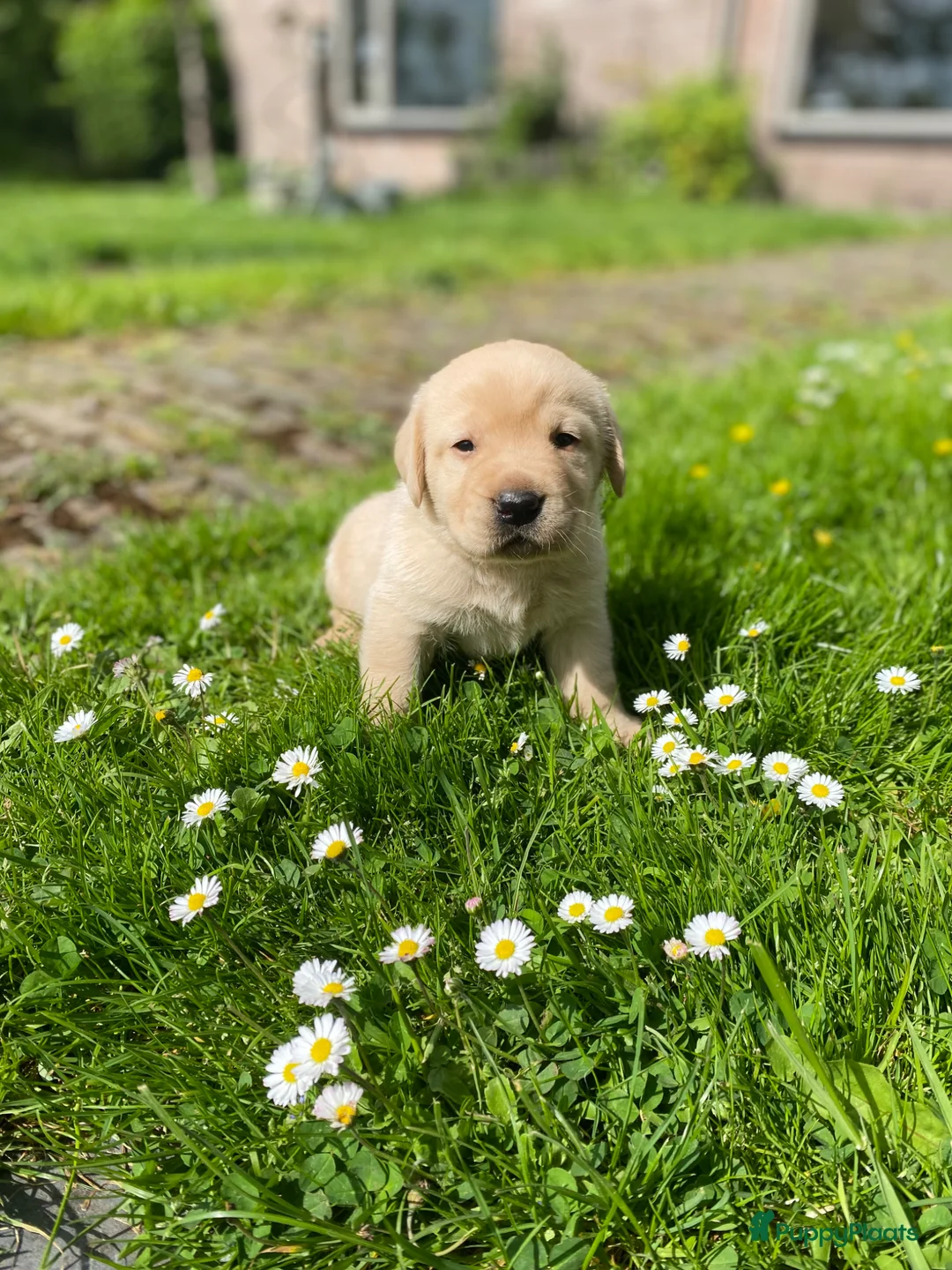 Labrador Retriever honden te koop: Labrador pups met een 👑 - Advertentie 8