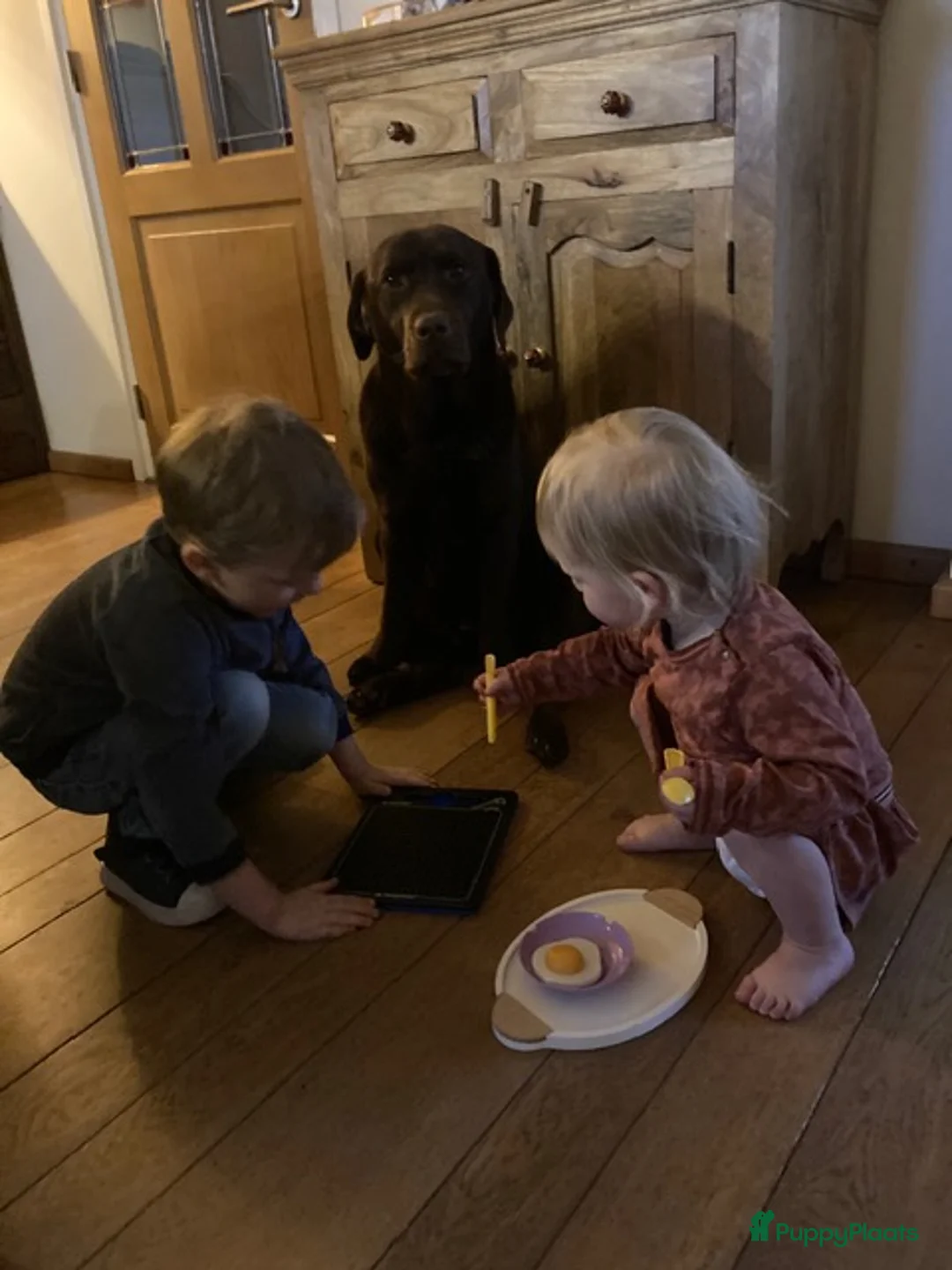 Labrador Retriever honden te koop: mooie zwarte Labrador puppy's te koop in Melick - Advertentie 2