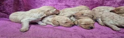 Cockapoo honden te koop: Cockapoo pupjes kleine maat - Advertentie 7
