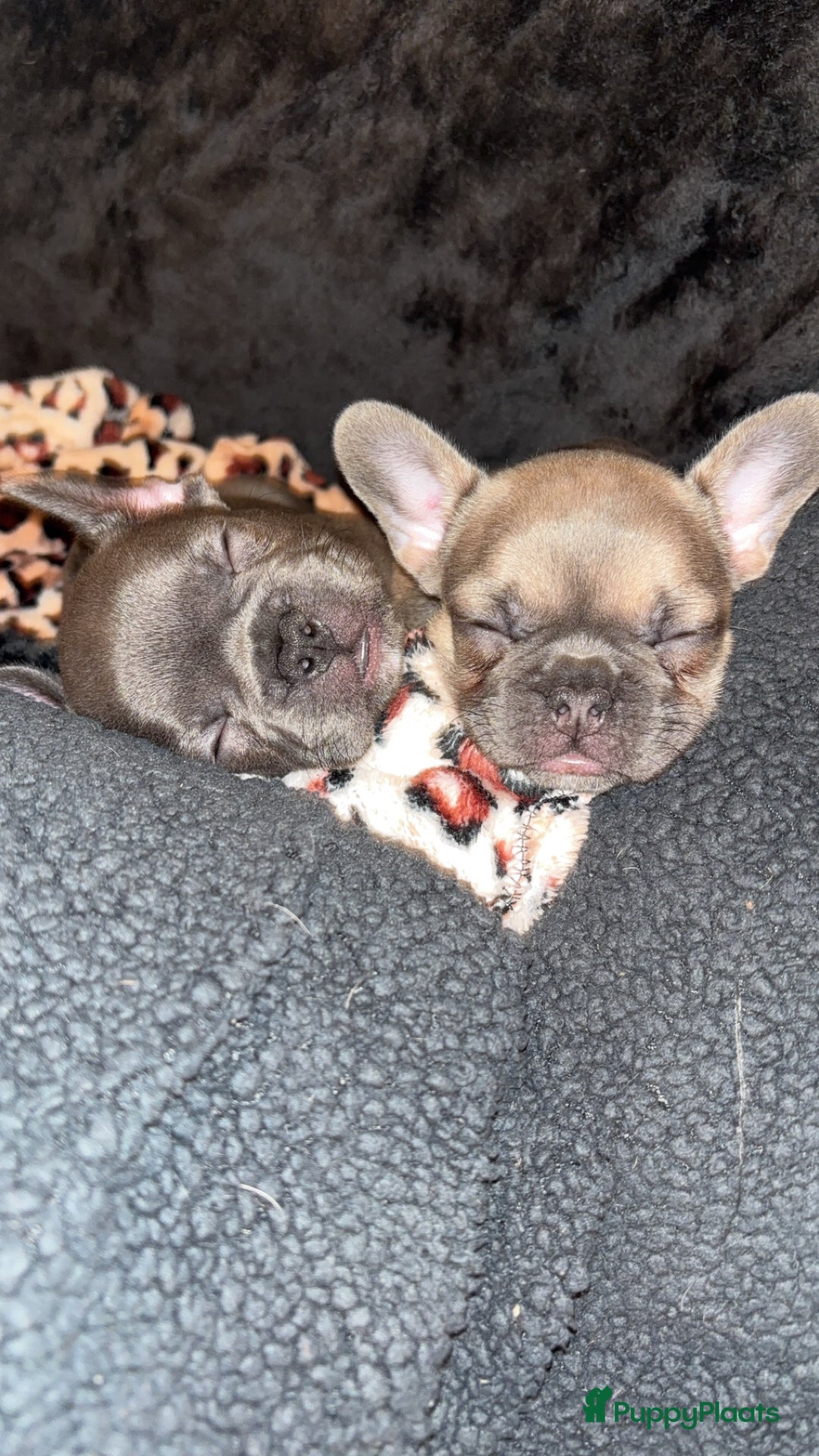 Franse Bulldog honden te koop: Franse Bulldog pups - Advertentie 2