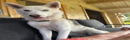 Kruising honden te koop: Husky pups - Advertentie 2