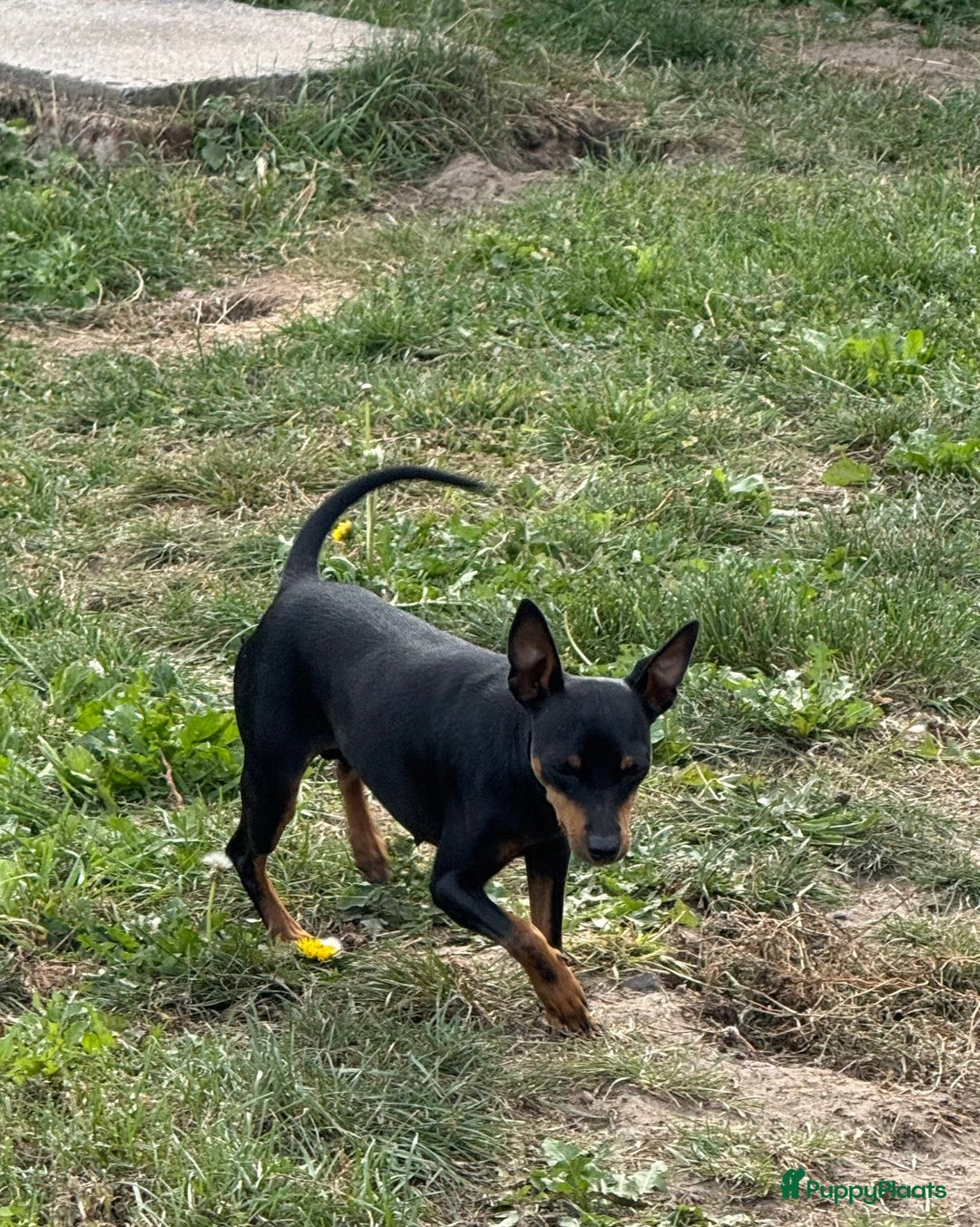 Dwergpinscher honden te koop: Dwergpinscher pups - Advertentie 19