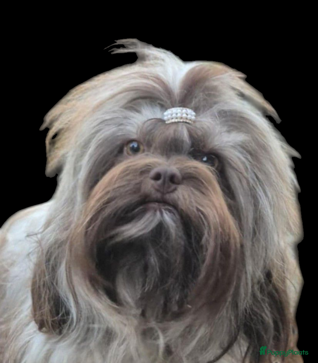 Bolonka Zwetna honden te koop:  We hebben nog 1 ♂️ bolonka zwetna beschikbaar  - Advertentie 13