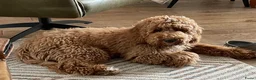 Kruising honden te koop: MINI x Medium labradoodle pups 🤎🖤 - Advertentie 18