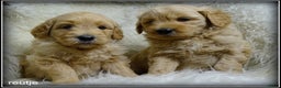 Labradoodle honden te koop: Labradoodle medium pups - Advertentie 5